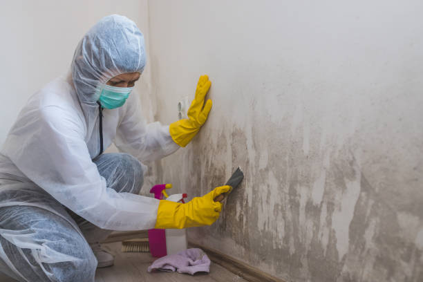 Best White Mold Remediation in Milford, IA