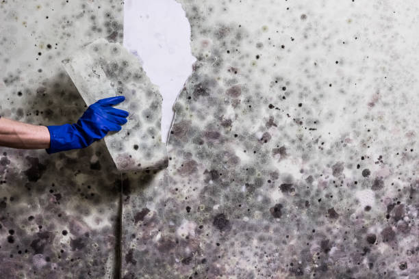 Trusted Milford, IA Mold Remediation Experts
